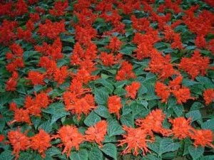 植物繁殖的多样性与复杂性