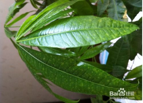 羽叶茑萝叶子黄了怎么办？是缺水还是病虫害