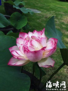 茶亭公园， 荷花的盛宴