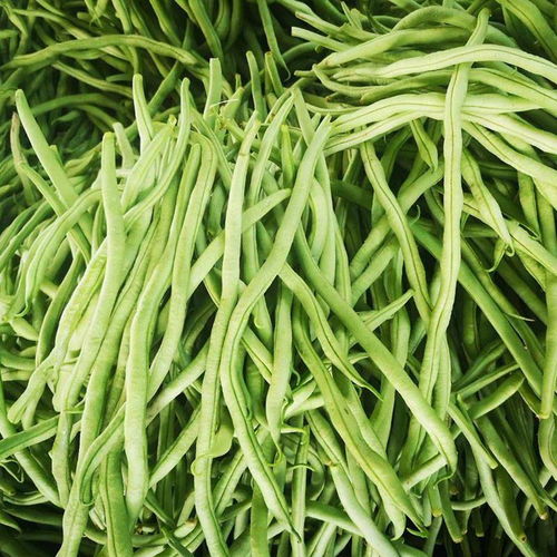 四季豆在哪个季节种植最适宜？