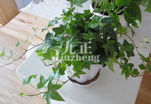 耐心等待与照顾