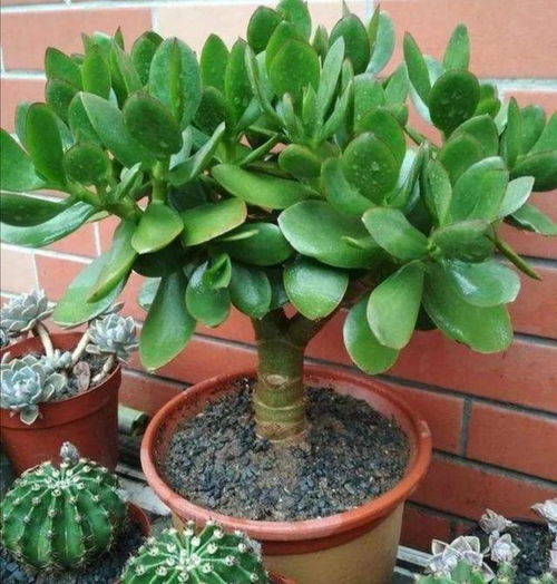 茎干：软硬之分