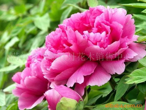 菏泽牡丹花的未来展望