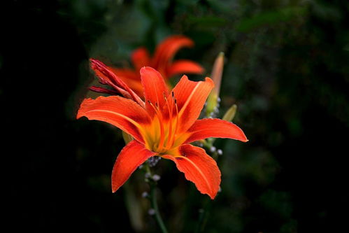 萱草的美丽与用途