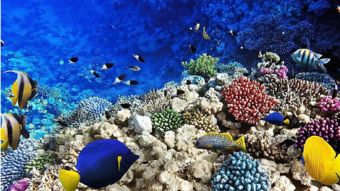 海胆以浮游生物、藻类和有机碎屑为食
