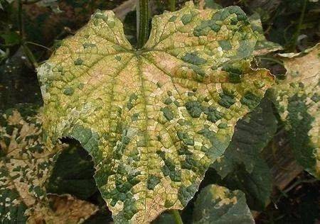 代森锰锌与多菌灵：防治白菜、 甘蓝霜霉病的利器