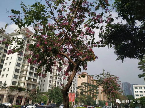 紫荆树：阳光下的坚韧之花