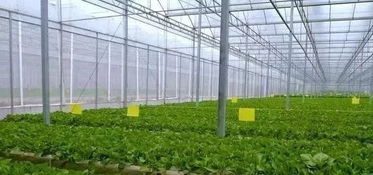 基质要干净， 营养成分要稳定