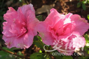 杜鹃花繁殖不难？掌握这些技巧