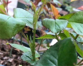 营养均衡不可少