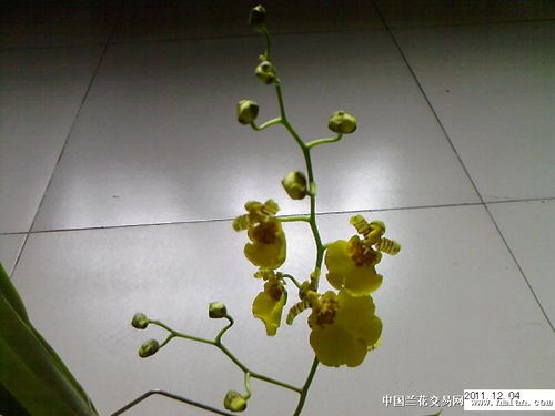 含苞待放的花儿，何时绽放成绚烂