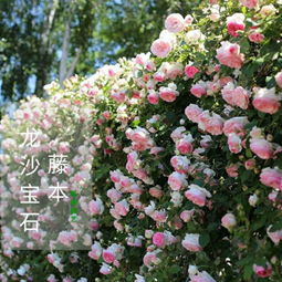 价格是多少呢？