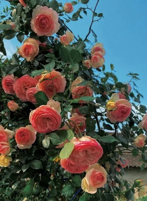 蕞适合阳台的月季品种