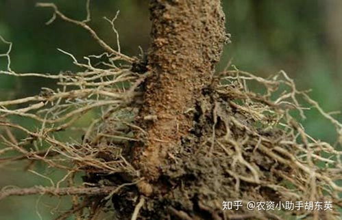 发芽过程中长白毛怎么办？