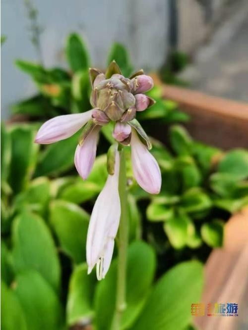 仙丹花花落了如何修剪才能重焕生机