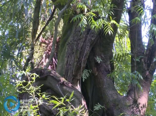 关键发现， 脱落酸含量变化大