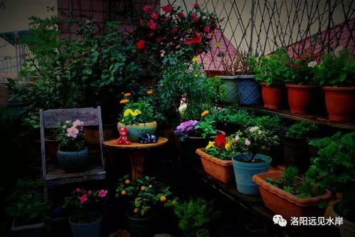 绒球门廊的种植与养护