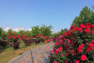 苏玉果：月季创新的“魔术师”