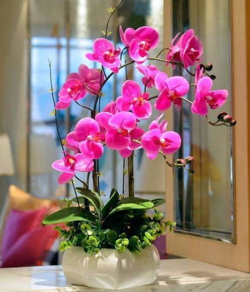 蝴蝶兰花期大揭秘