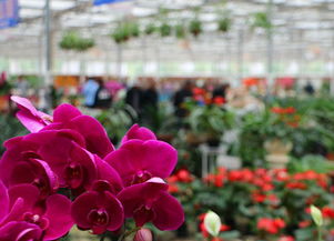 花卉回收，菏泽市场也Neng找到