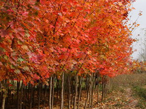 东北地区的红枫种植