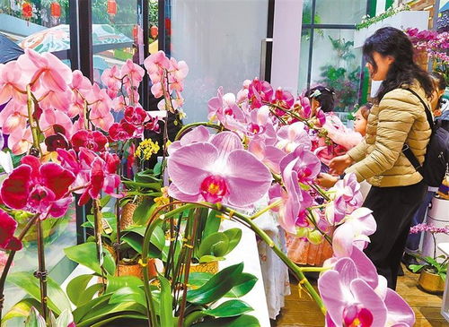 花卉市场，购物乐趣多