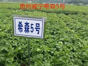 希森六号种植心得：病虫害防治大揭秘