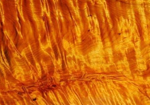 金丝楠木的传奇故事