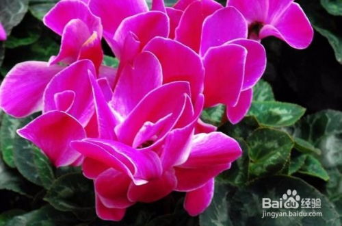 仙客来花茎变软，如何挽救