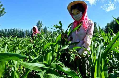 肥料和除草剂， 是好朋友