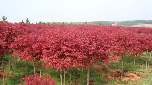 日本红枫盆栽如何浇水？保持土壤微湿是关键吗