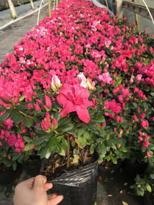 北方养护西洋鹃：三大保命诀