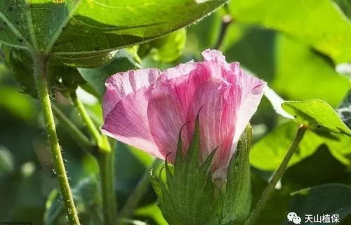 新疆种植棉花VS薰衣草：经济效益大比拼