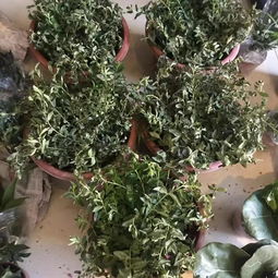 极端寒潮下的花卉急救