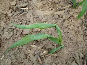 乙草胺对西瓜苗影响大不大？