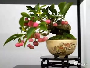 园艺技巧，盆景悟发消息爱盆景爱生活