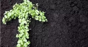 玉坠种植小记：土壤肥料大揭秘