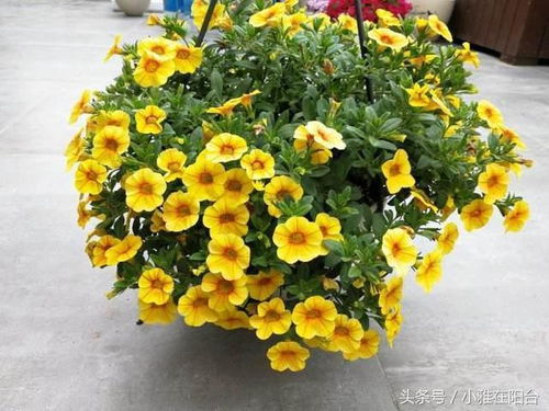 夏天来临，百万小铃如何修剪？