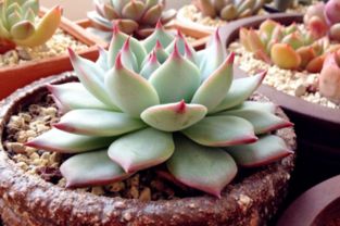 多肉唐印易养爆红，红颜养植攻略