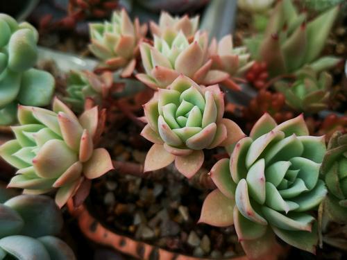 多肉植物插杆种植时如何选择合适的土壤和光照条件才能提高成活率