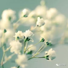 核心口诀：选半开花苞+倒挂不贴墙+通风避光