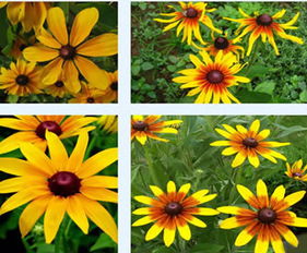 站在窗台前， 感受生命的开始