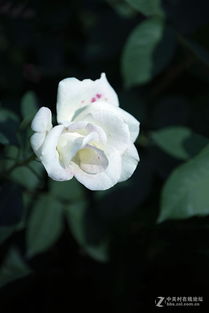 银色幻影月季的花瓣颜色之谜