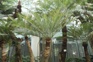 宁夏十大适合种植的花