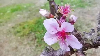 桃花为何凋零了？