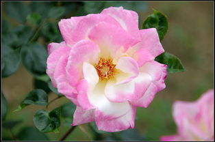 品种介绍， 了解一下