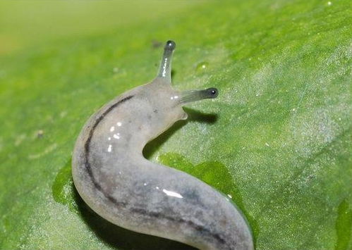 鼻涕虫用什么药能彻底消灭？市面上有哪些特效药物可以根除鼻涕虫