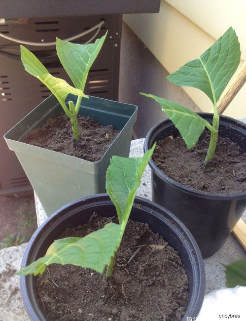 教程分享， 轻松学会