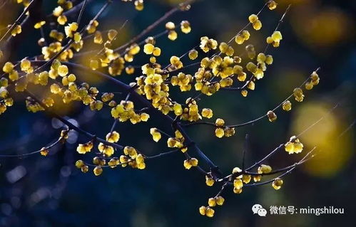 腊梅花种子的奇妙之旅