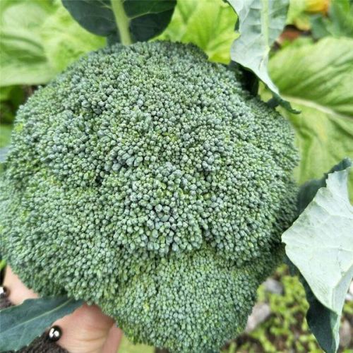 紫色紫荆花和木槿花嫩直接吃吗？